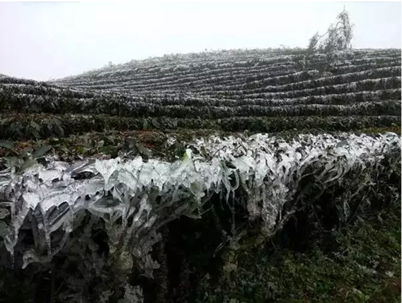 由于受强寒潮和西南气流共同影响,气温持续下降,导致西双版纳全州县