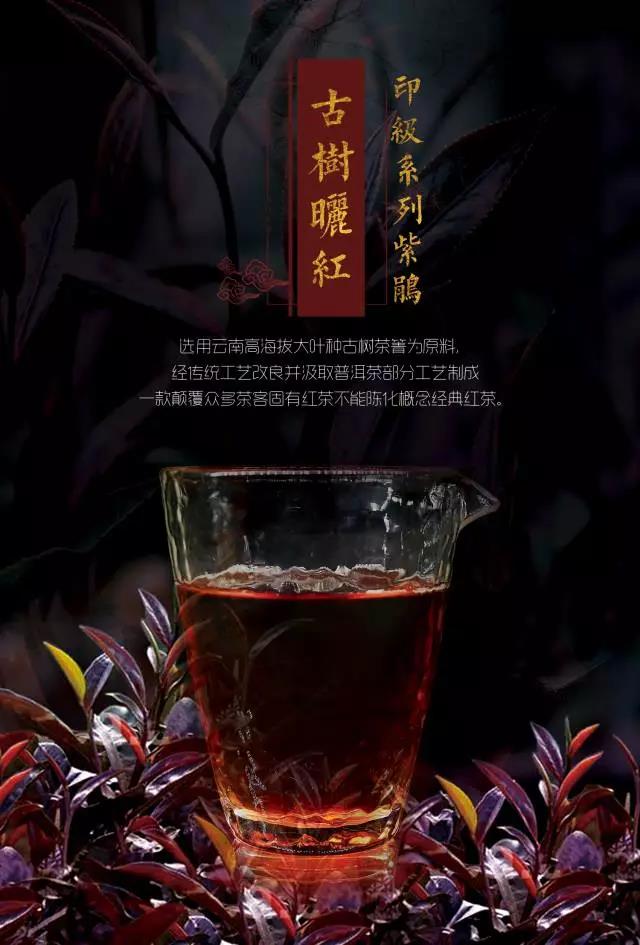 首款紫鹃古树晒红茶火热上市!