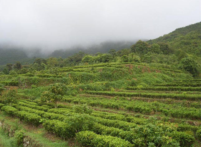 但是凤凰山胜在历史悠久,尤其是宋种茶王至今已有上千年历史,依然坚挺